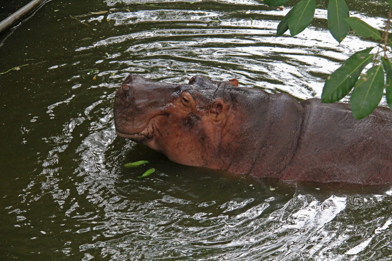 Thailand, Pattaya, Khao Kheow Open Zoo